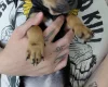Mixed Breed
