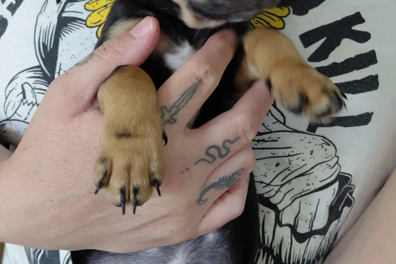 Mixed Breed