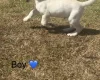 Mixed Breed