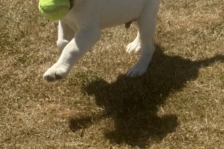Mixed Breed