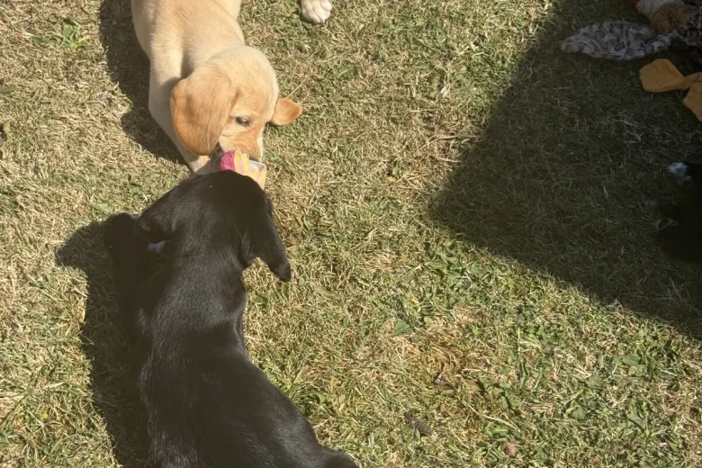 Mixed Breed