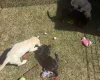 Mixed Breed
