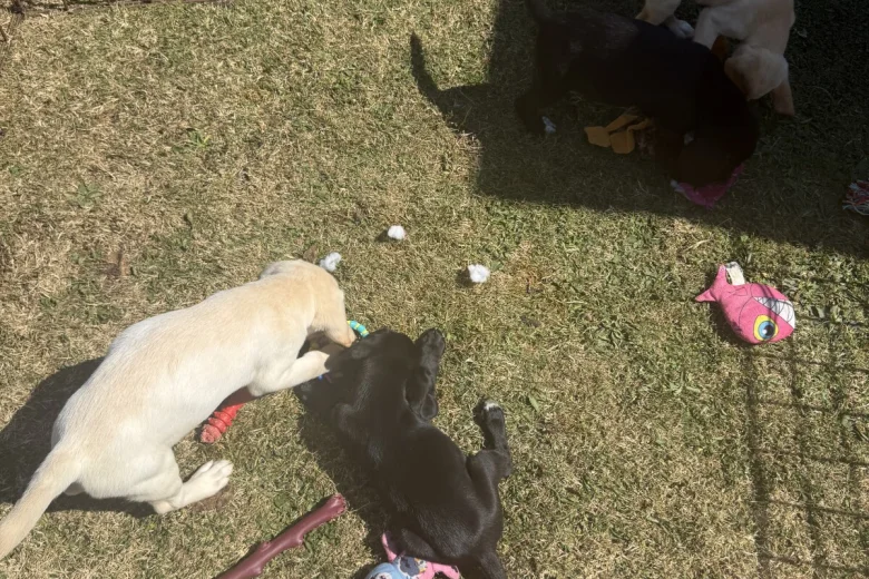 Mixed Breed