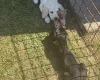 Mixed Breed