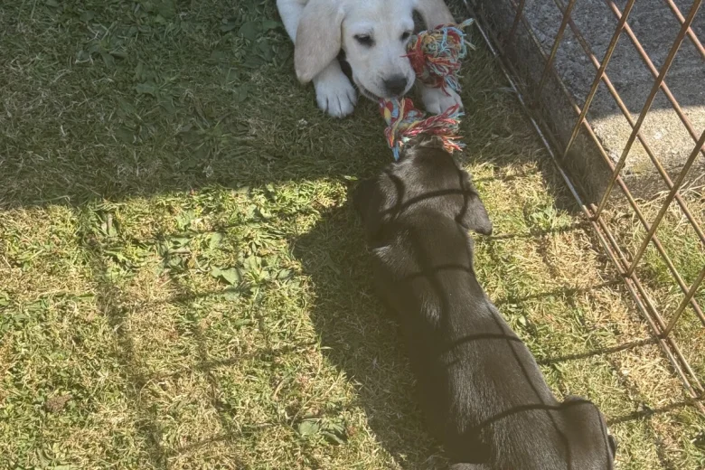 Mixed Breed