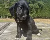 Mixed Breed
