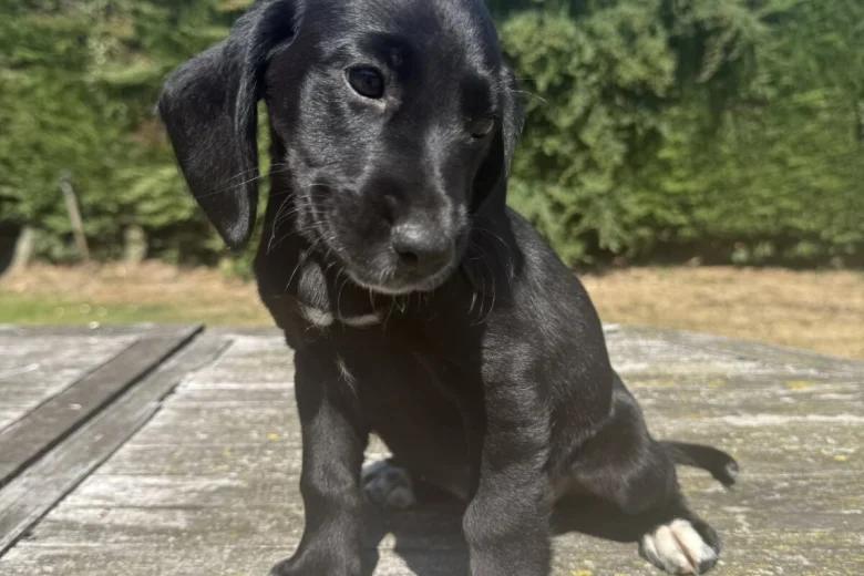 Mixed Breed