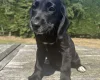 Mixed Breed