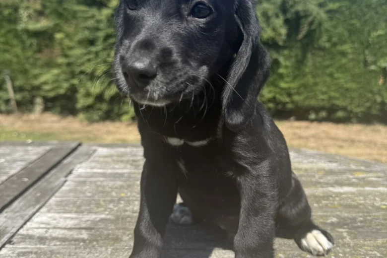 Mixed Breed