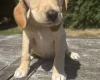 Mixed Breed