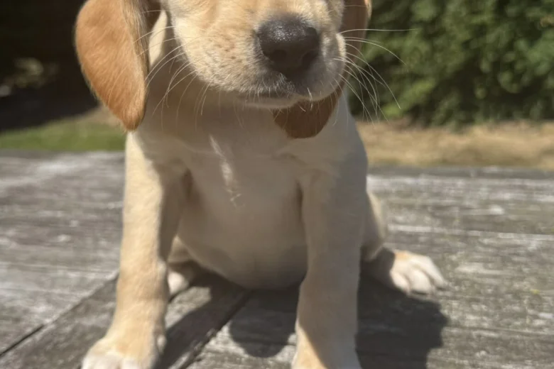 Mixed Breed