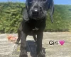 Mixed Breed