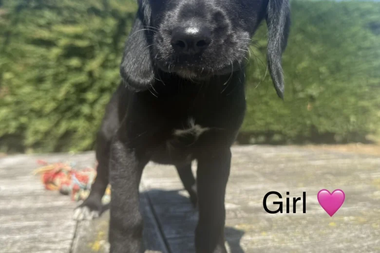 Mixed Breed