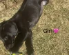 Mixed Breed