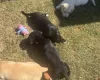 Mixed Breed