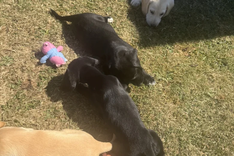 Mixed Breed