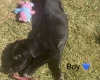 Mixed Breed