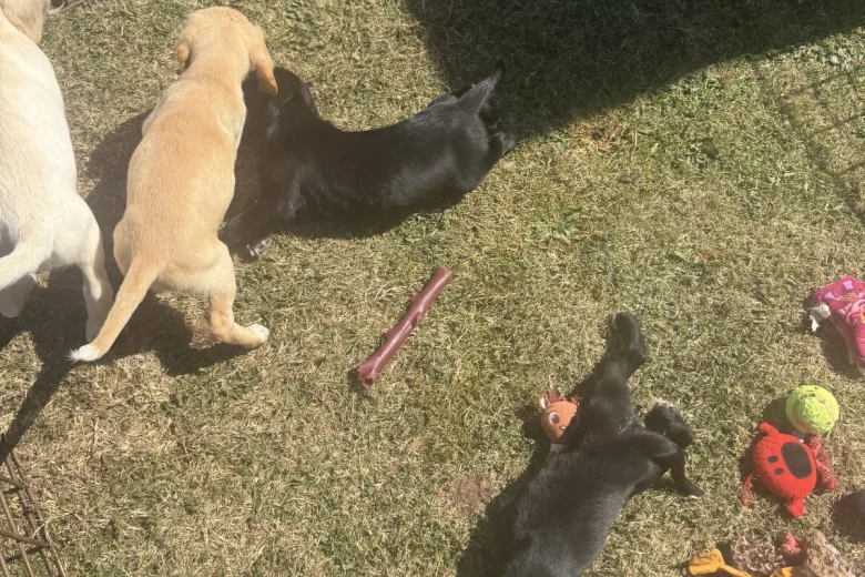 Mixed Breed