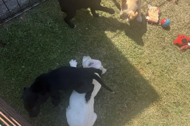 Mixed Breed