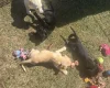 Mixed Breed