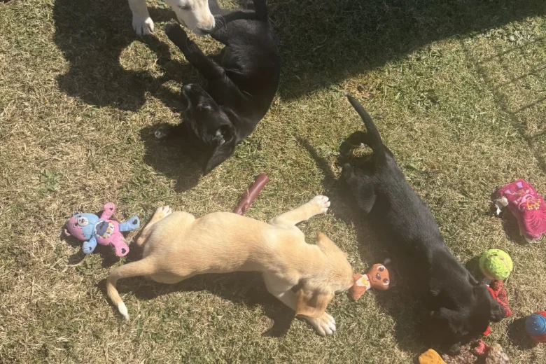 Mixed Breed