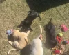 Mixed Breed