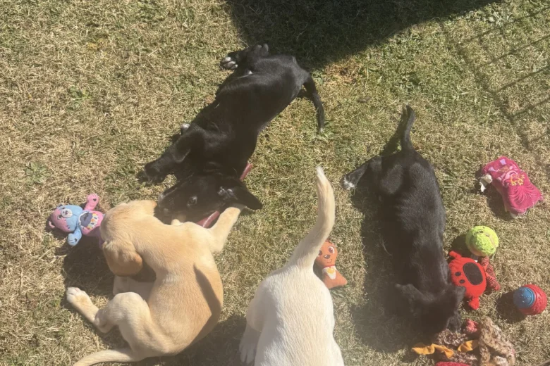 Mixed Breed