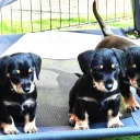 Mixed Breed