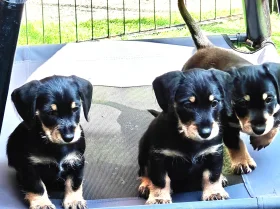 Mixed Breed