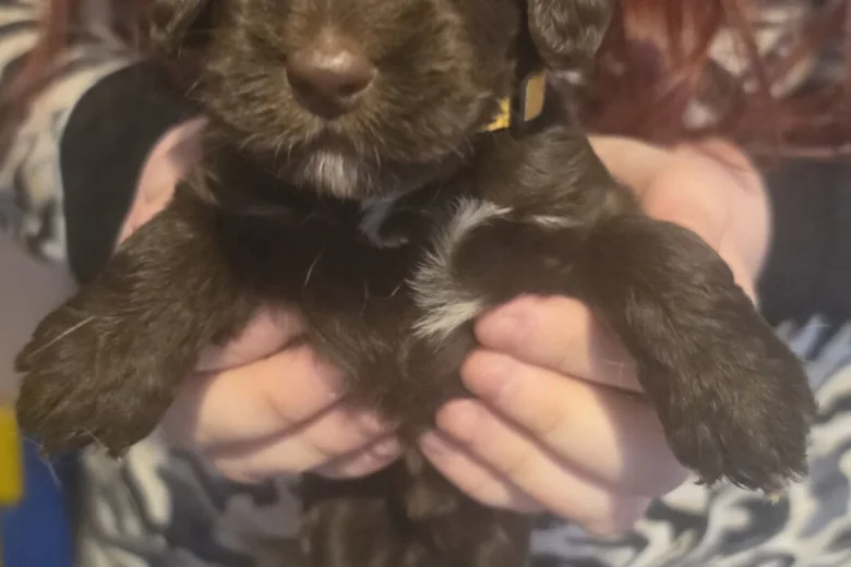 Mixed Breed