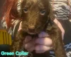 Mixed Breed