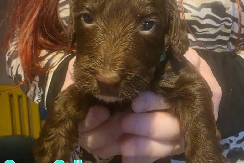 Mixed Breed