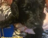 Mixed Breed