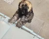 Mixed Breed