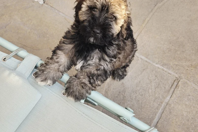 Mixed Breed