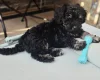 Mixed Breed