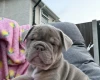 Mixed Breed