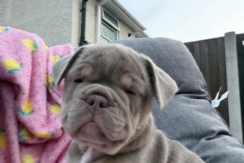 Mixed Breed