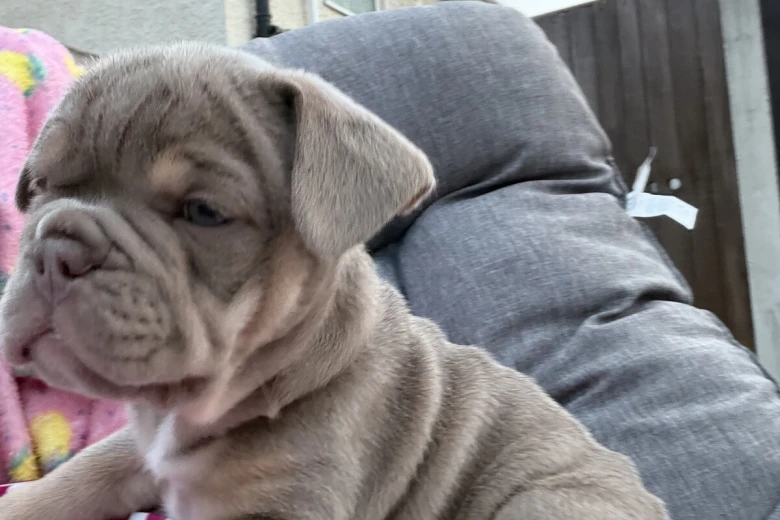 Mixed Breed