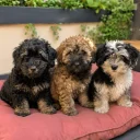 Mixed Breed
