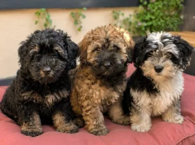 Mixed Breed