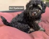 Mixed Breed
