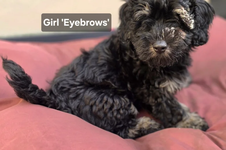 Mixed Breed