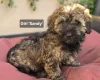 Mixed Breed