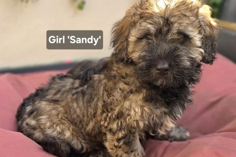 Mixed Breed