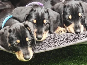 Mixed Breed