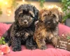 Mixed Breed