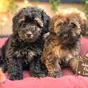 Mixed Breed