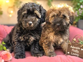 Mixed Breed