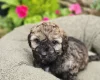 Mixed Breed
